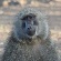 A mother and young baboon